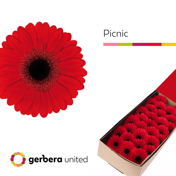 <h4>Germini Picnic Doos</h4>