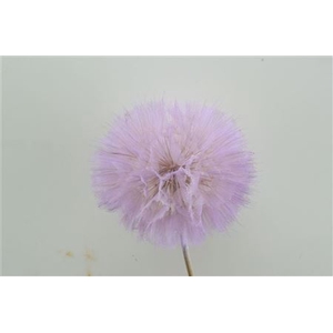 PRES PUSTE FLOWER BABY SATIN VIOLET