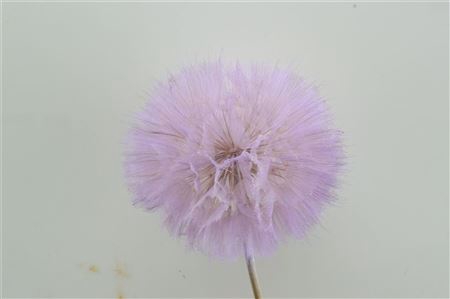 <h4>PRES PUSTE FLOWER BABY SATIN VIOLET</h4>