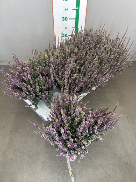 <h4>CALLU BL LAURA</h4>