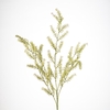 AF Lysimachia spr/5 L100cm cre