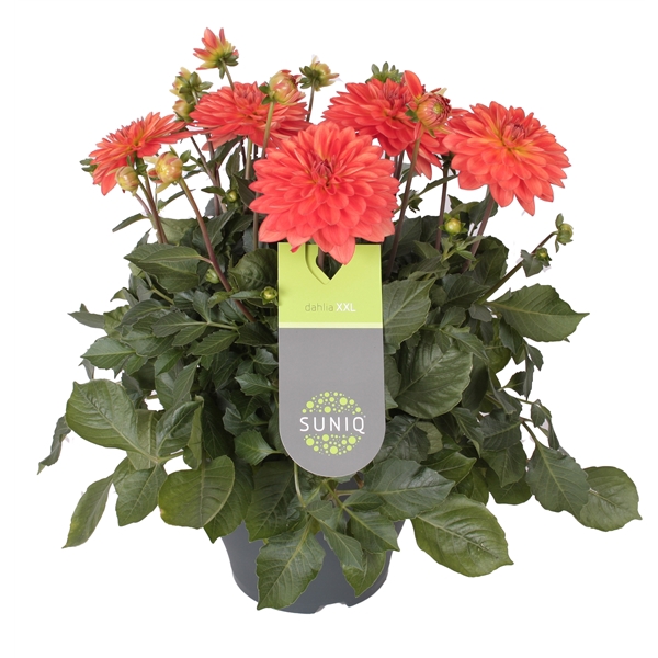 <h4>Dahlia Suniq XXL Oranje 23cm</h4>