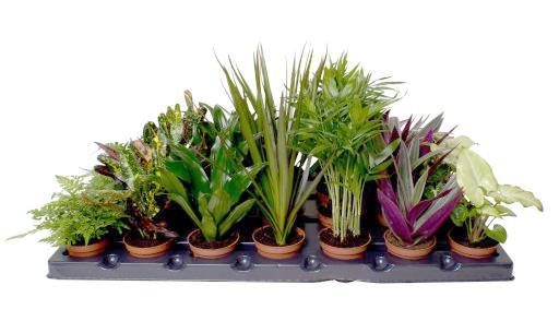 GREEN MIX LUNDAGER P6 X 28
