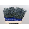 Eryngium Blue Dynamite