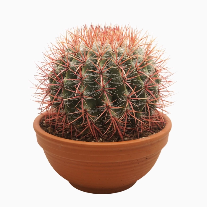 <h4>Ferocactus pilosus</h4>