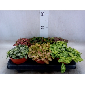 Fittonia   ...mix