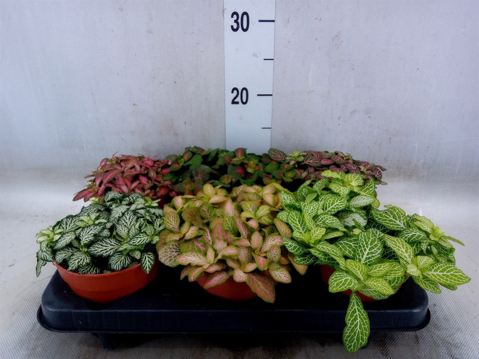 <h4>Fittonia   ...mix</h4>