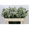 Limonium Sinuatum Glacier White