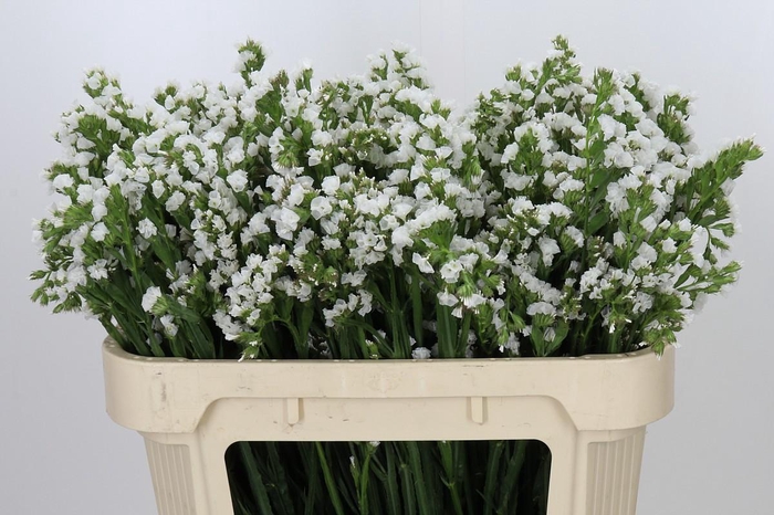 Limonium Sinuatum Glacier White