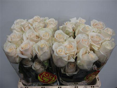 <h4>R GR VENDELA</h4>