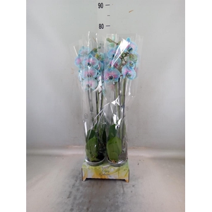 Phalaenopsis   ...