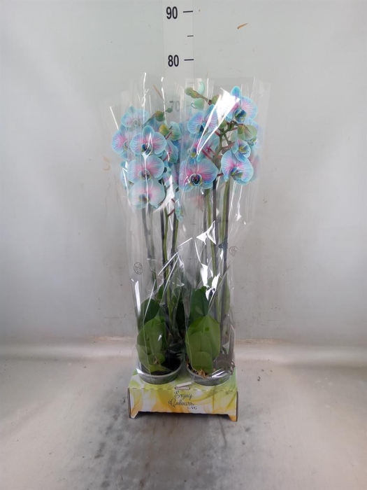 <h4>Phalaenopsis   ...</h4>