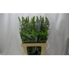 BAPTISIA AUSTRALIS