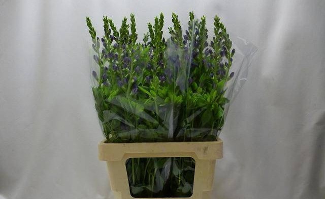 <h4>BAPTISIA AUSTRALIS</h4>