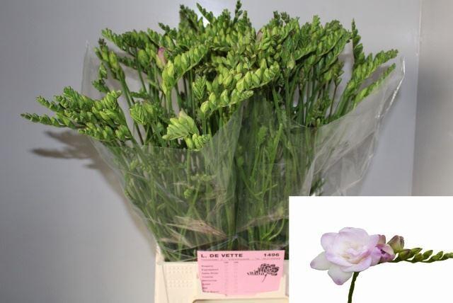 <h4>Freesia du Rosario</h4>