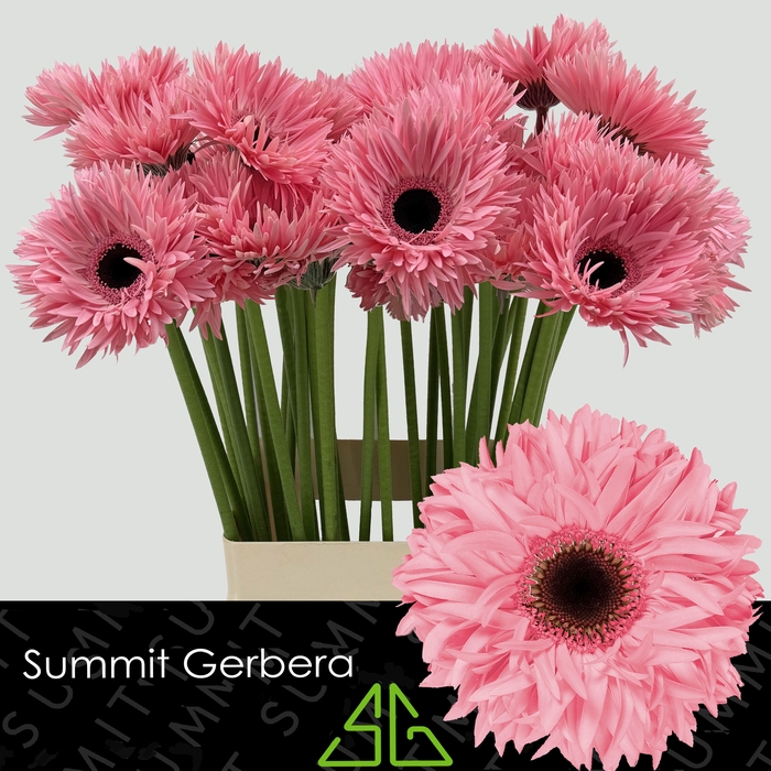 <h4>Gerbera Spider Abu Water x40 Lang</h4>