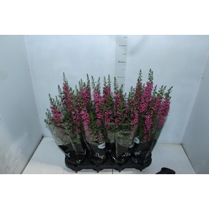 ANGELONIA P14 VARIADO