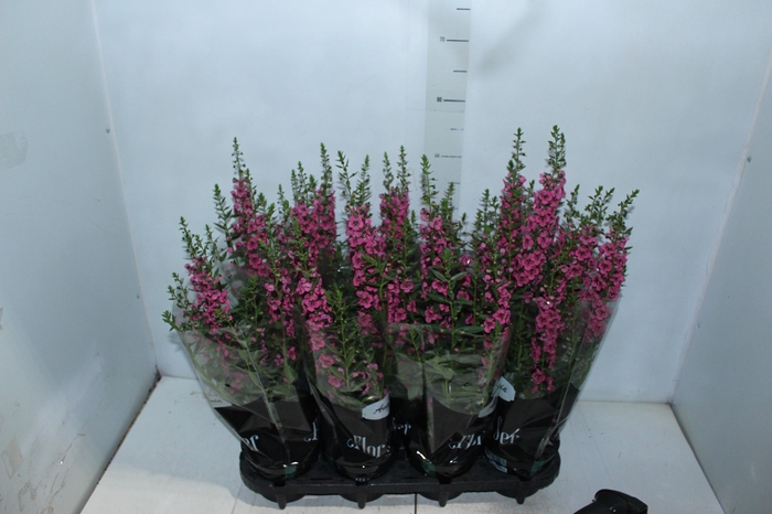 <h4>ANGELONIA P14 VARIADO</h4>