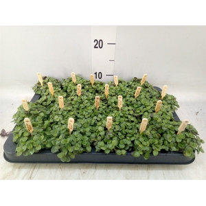 Callisia repens 'Turtle'