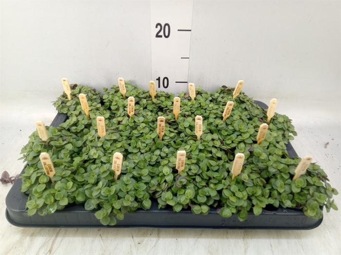 <h4>Callisia repens 'Turtle'</h4>