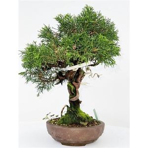 Juniperus chinensis, 16cm., height 40cm. (single item)