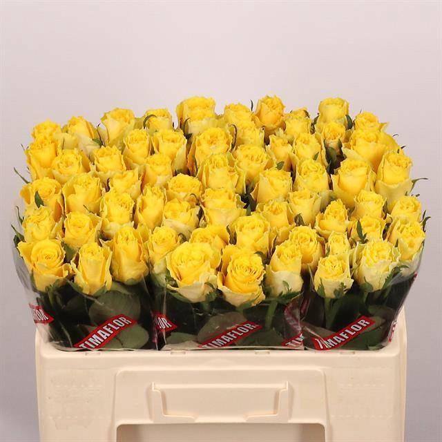 <h4>R GR GOOD TIMES</h4>