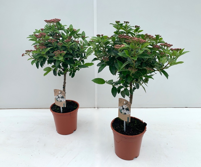 <h4>Viburnum Tinus Stam</h4>