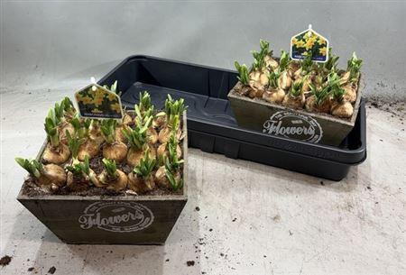 <h4>Arr N Tete A Tete</h4>