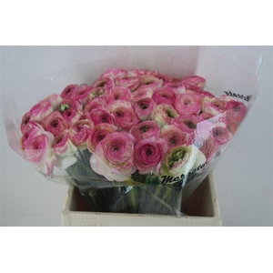 Ran Cloni Ex Felicidade