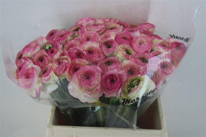 <h4>Ran Cloni Ex Felicidade</h4>