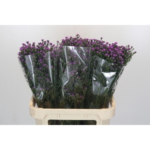Aster Baby Pink