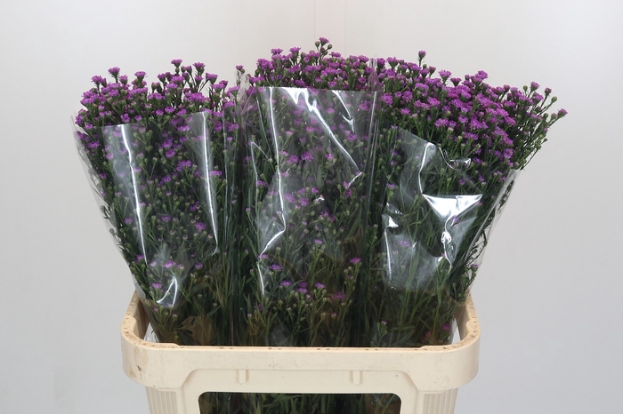 <h4>Aster Baby Pink</h4>