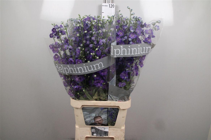 <h4>Delph Du Jewel Paars</h4>