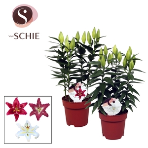 Lilium Oriental Mix 17cm