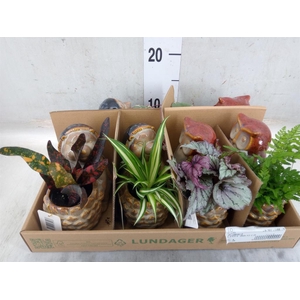 Arr.   Kamerplant Groen L%