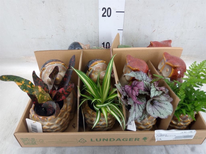 <h4>Arr.   Kamerplant Groen L%</h4>