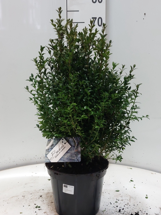 <h4>BUXU SEMPERVIRENS</h4>