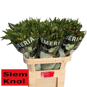 ALSTR MIX IN FUST 55 GR.