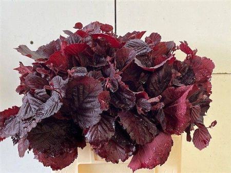<h4>Coryl Av Roter Zelle</h4>