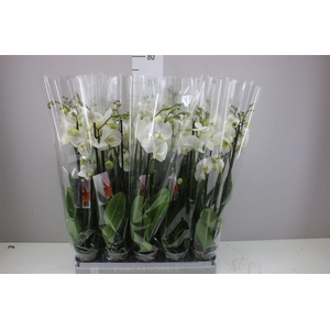 Phal Nottingham 3 Tak