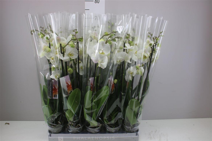 <h4>Phal Nottingham 3 Tak</h4>