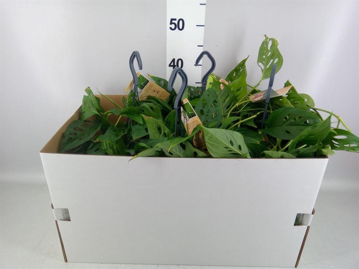<h4>Monstera obliqua 'Leichtlinii'</h4>