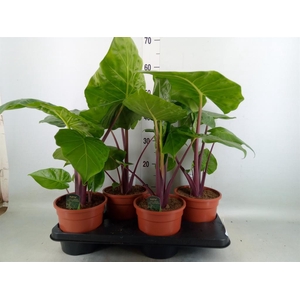 Alocasia   ...