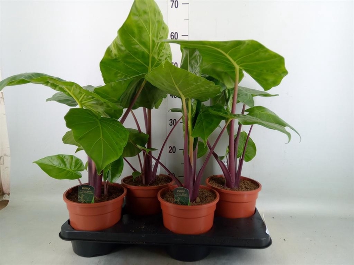 <h4>Alocasia   ...</h4>