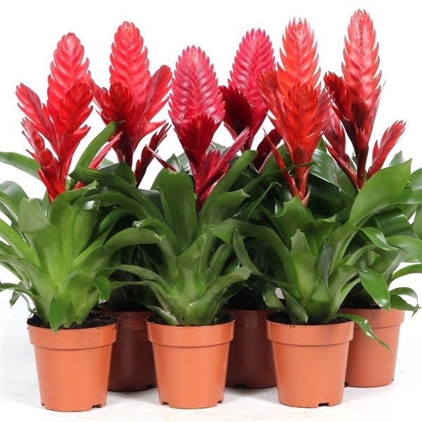 <h4>Vriesea Mix Red</h4>