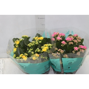 KALANCHOE DOBRADO C21
