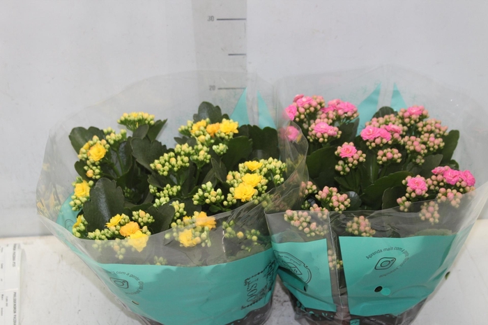 <h4>KALANCHOE DOBRADO C21</h4>