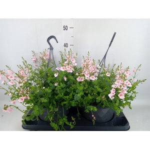 Diascia  'FlyColors'   ...mix
