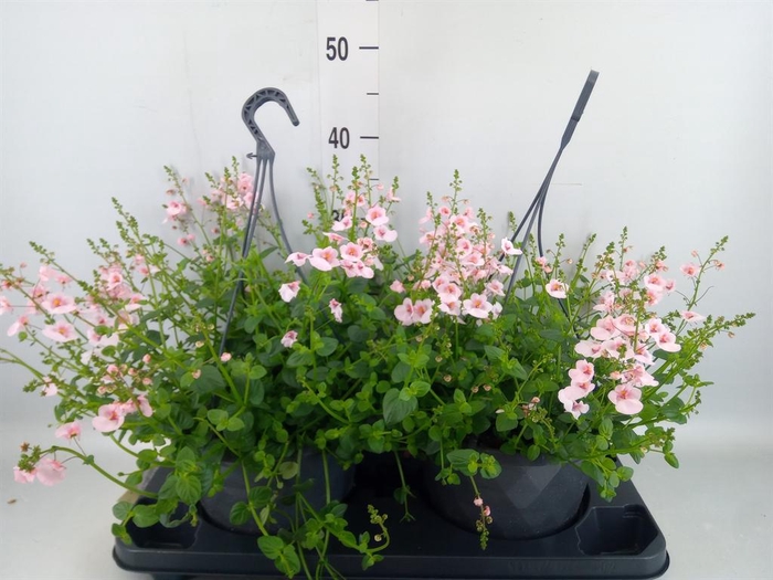 <h4>Diascia  'FlyColors'   ...mix</h4>