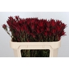 Leucadendron Blush Spray